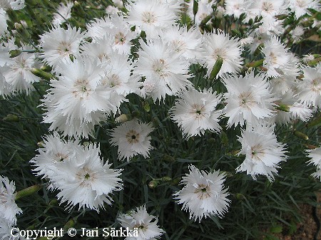 Dianthus Ellen